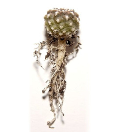 Eriosyce napina ssp. tenebrica.jpg