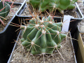 Ferocactus echidne.JPG