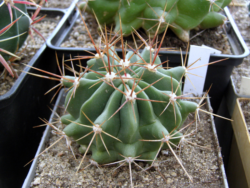 Файл:Ferocactus echidne.JPG