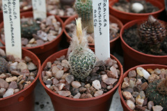 Frailea densispina 01.jpg