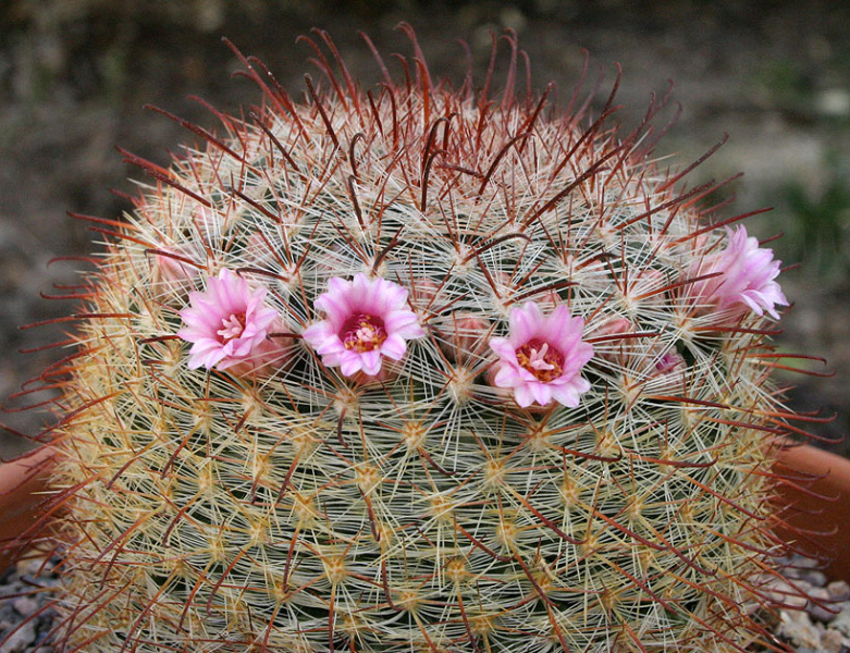 Файл:Mammillaria jaliscana jaliscana 2.jpg