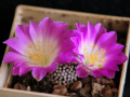 Mammillaria luethyi 2.jpg