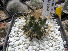 Mammillaria nivosa.jpg