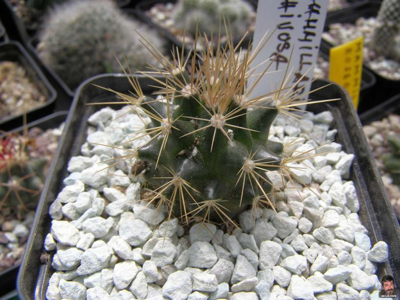 Файл:Mammillaria nivosa.jpg
