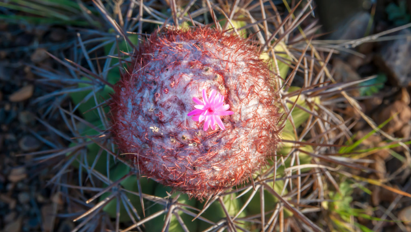 Файл:Melocactus curvispinus ssp. caesius 4.jpg