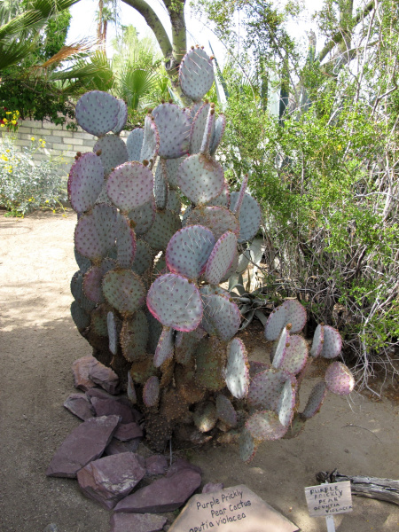Файл:Opuntia macrocentra 4.jpg