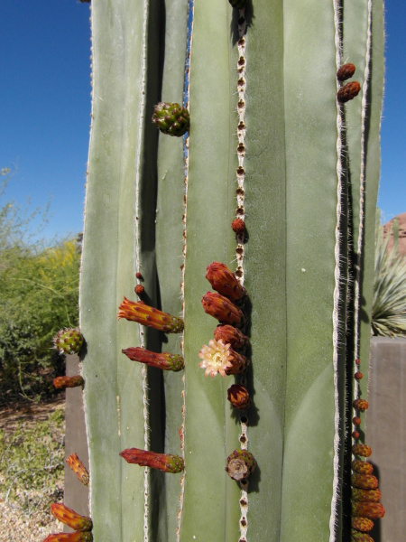 Файл:Pachycereus marginatus 3.JPG