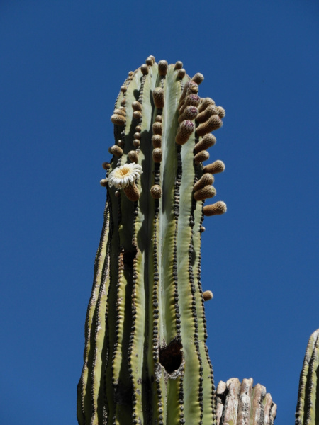 Файл:Pachycereus pringlei 5.JPG