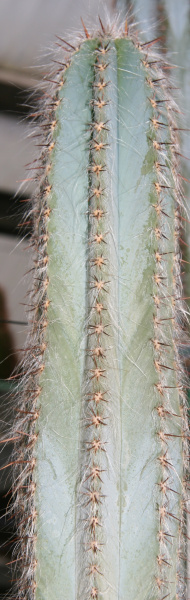 Файл:Pilosocereus ulei.JPG