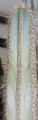 Pilosocereus ulei