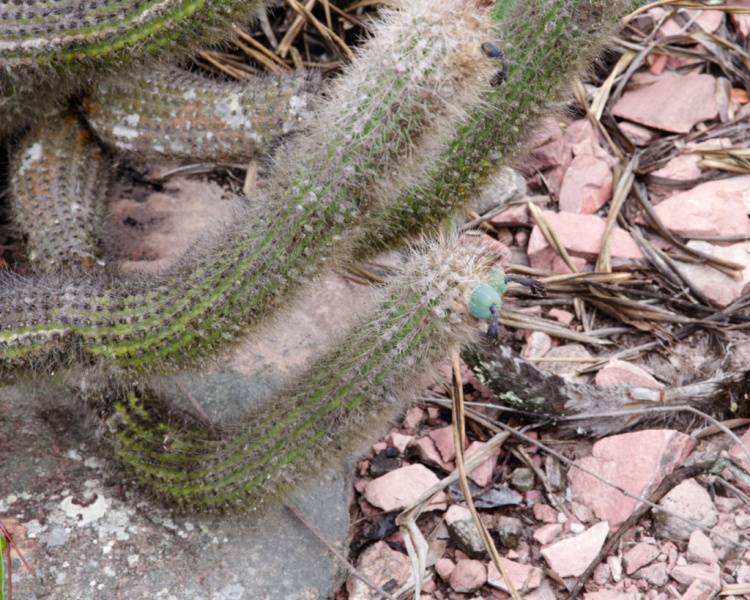 Файл:Stephanocereus luetzelburgii 2.jpg