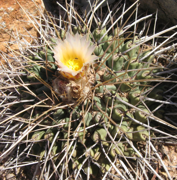 Файл:Thelocactus rinconensis o.jpg