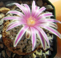 Turbinicarpus-valdez 044.JPG