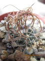 Turbinicarpus graminispinus 1.jpg