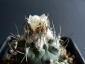 Turbinicarpus hoferi 2.jpg