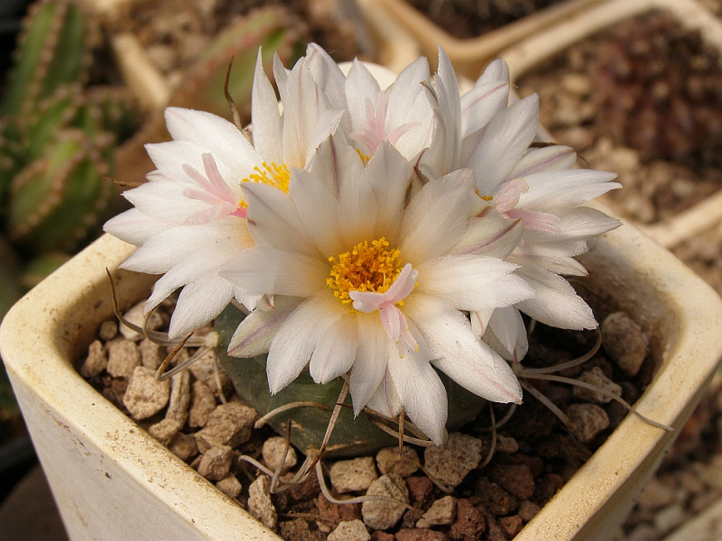 Файл:Turbinicarpus schmiedickeanus ssp. macrochele 5.jpg