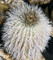 Uebelmannia pectinifera ssp. horrida