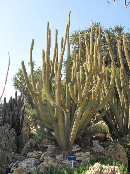 Файл:Weberbauerocereus albus 1.jpg
