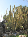Weberbauero-cereus albus
