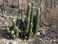 Cephalocereus apicicephalium