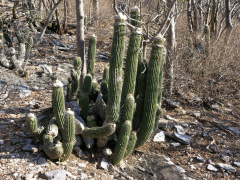 Cephalocereus apicicephalium 2h.jpg