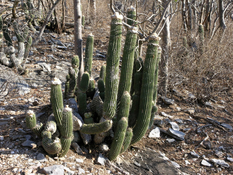 Файл:Cephalocereus apicicephalium 2h.jpg