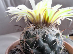 Coryphantha cornifera.jpg