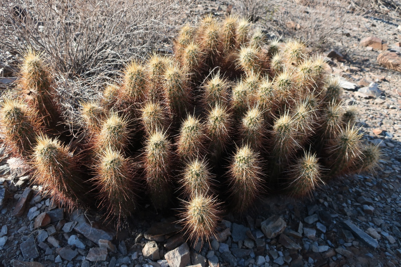 Файл:Echinocereus engelmannii 58.JPG