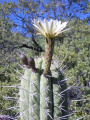 Echinopsis chiloensis