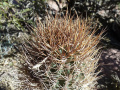 Echinopsis lateritia 2.JPG
