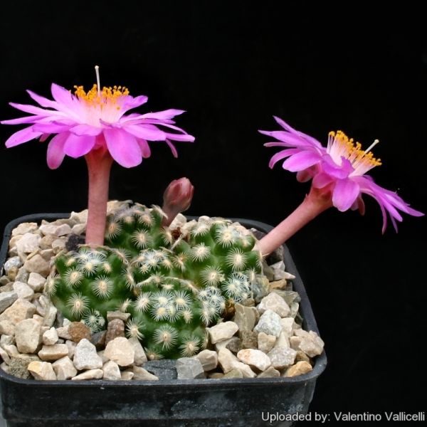 Файл:Mammillaria saboae subs. haudeana 12016.jpg