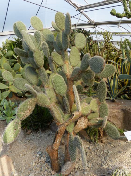 Файл:Opuntia pilifera 68778.jpg