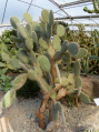 Opuntia pilifera 68778.jpg