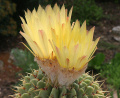 Parodia buiningii 01.jpg