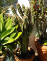 Pilosocereus gounellei 06.JPG