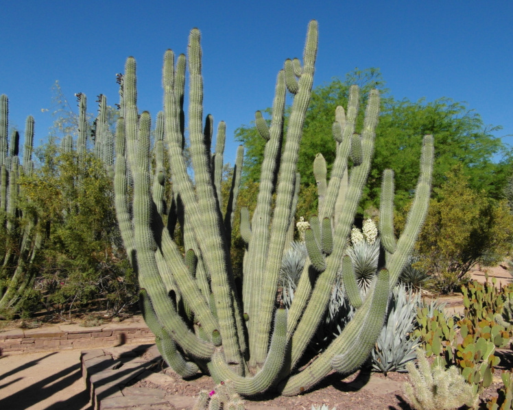 Файл:Stenocereus thurberi 1.JPG