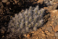 Echinocereus maritimus var. maritimus