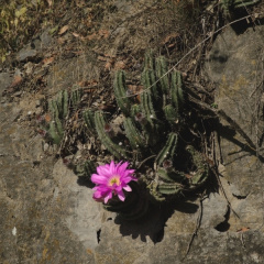 Echinocereus pentalophus ssp. leonensis.jpeg