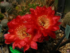 Echinopsis hertrichiana.jpg