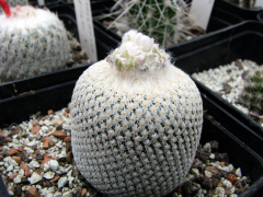 Epithelantha bokei 1.jpg