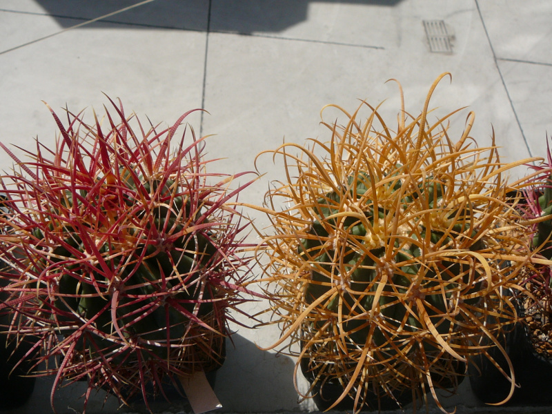 Файл:Ferocactus chrysacanhtus 10.jpg