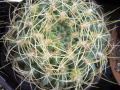 Gymnocalycium monvillei ssp. monvillei 1.jpg