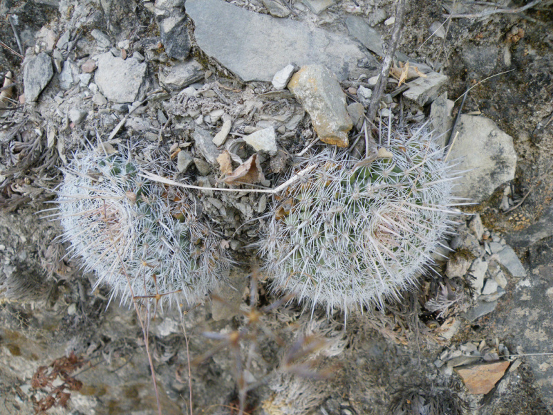Файл:Mammillaria geminispina leucocentra 2.jpg