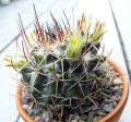 Mammillaria karwinskiana ssp. karwinskiana 2.JPG