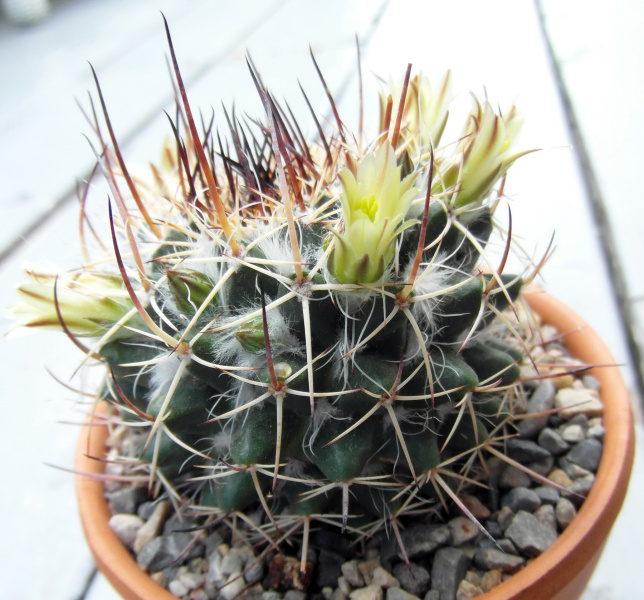 Файл:Mammillaria karwinskiana ssp. karwinskiana 2.JPG