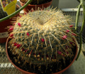Mammillaria muehlenpfordtii