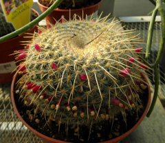 Mammillaria muehlenpfordtii.jpg