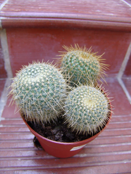 Файл:Mammillaria muehlenpfordtii 03.jpg