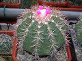 Melocactus curvispinus ssp. curvispinus
