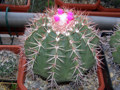 Melocactus curvispinus ssp. curvispinus.JPG